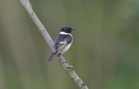 Saxicola rubicola