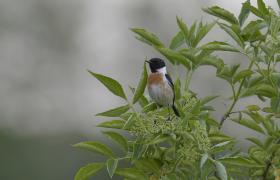 Saxicola rubicola