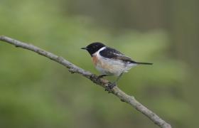 Saxicola rubicola