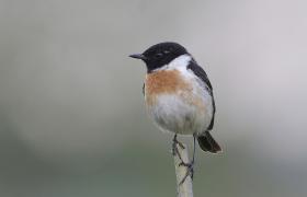 Saxicola rubicola