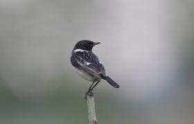 Saxicola rubicola