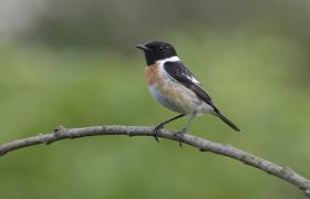 Saxicola rubicola