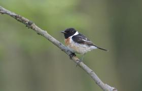 Saxicola rubicola