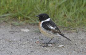 Saxicola rubicola