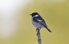 Saxicola rubicola