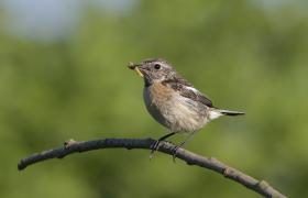 Saxicola rubicola