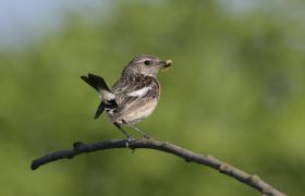 Saxicola rubicola