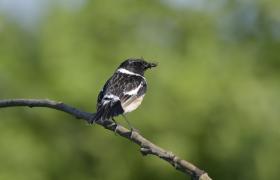 Saxicola rubicola