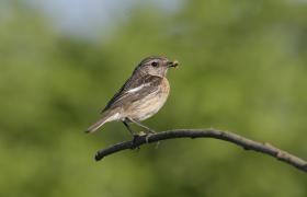Saxicola rubicola