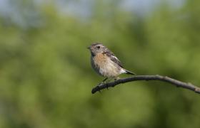 Saxicola rubicola