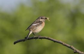 Saxicola rubicola