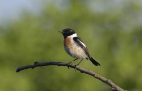 Saxicola rubicola
