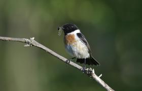 Saxicola rubicola