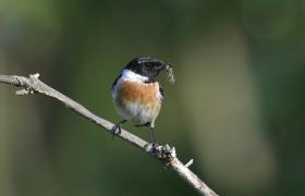 Saxicola rubicola
