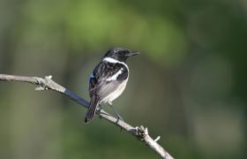 Saxicola rubicola