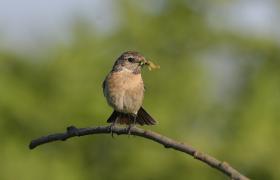 Saxicola rubicola