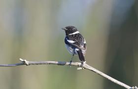 Saxicola rubicola