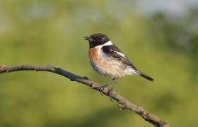 Saxicola rubicola