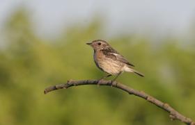 Saxicola rubicola