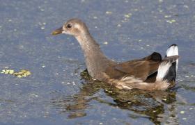 Gallinula chloropus