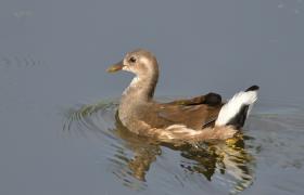 Gallinula chloropus