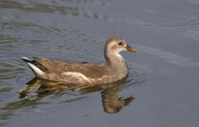 Gallinula chloropus