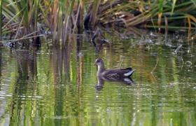Gallinula chloropus