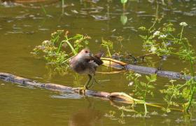 Gallinula chloropus