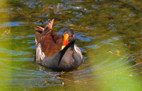 Gallinula chloropus