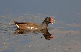 Gallinula chloropus