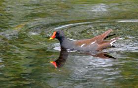Gallinula chloropus