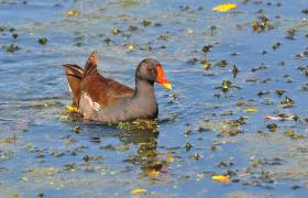 Gallinula chloropus