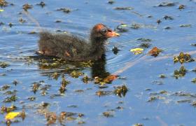 Gallinula chloropus