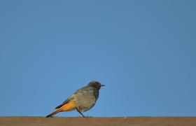 Phoenicurus ochruros