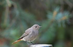 Phoenicurus ochruros