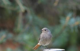 Phoenicurus ochruros