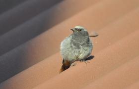 Phoenicurus ochruros