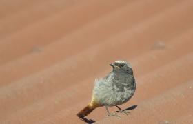 Phoenicurus ochruros
