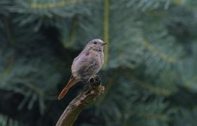 Phoenicurus ochruros