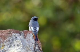 Phoenicurus ochruros