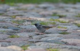 Phoenicurus ochruros