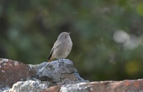 Phoenicurus ochruros