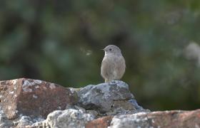 Phoenicurus ochruros