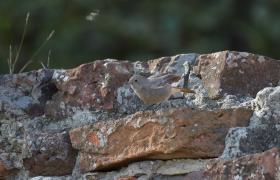 Phoenicurus ochruros