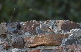 Phoenicurus ochruros