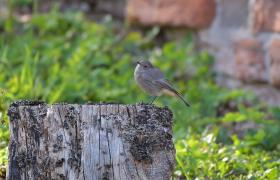 Phoenicurus ochruros