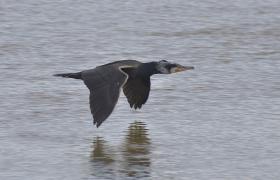Phalacrocorax carbo