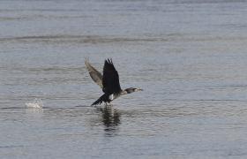 Phalacrocorax carbo