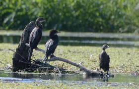 Kormoran mały