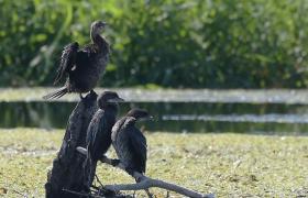 Kormoran mały